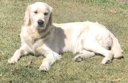 Golden Retrievers for sale in Abbey Wood, Greenwich, Greater London