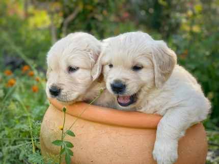 Golden Retriever Puppies - Purebred for sale in Abbey Wood, Greenwich, Greater London - Image 3