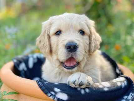 Golden Retriever Puppies for sale