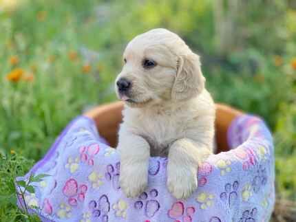 Golden Retriever Puppies - Purebred for sale in Abbey Wood, Greenwich, Greater London - Image 5