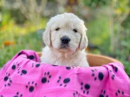 Golden Retriever Puppies - Purebred for sale in Abbey Wood, Greenwich, Greater London - Image 6