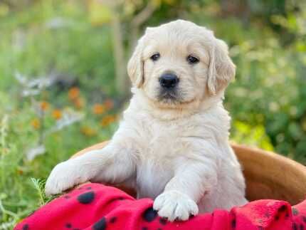 Golden Retriever Puppies - Purebred for sale in Abbey Wood, Greenwich, Greater London - Image 7