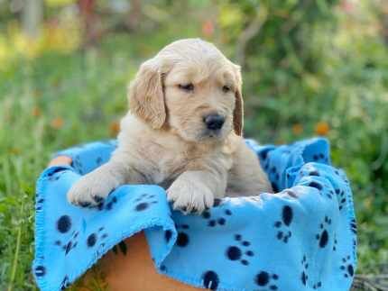 Golden Retriever Puppies - Purebred for sale in Abbey Wood, Greenwich, Greater London - Image 8