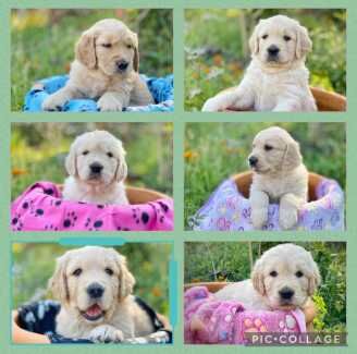 Golden Retriever Puppies - Purebred for sale in Abbey Wood, Greenwich, Greater London - Image 9