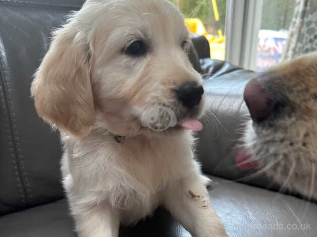 Golden Retriever Puppies ready 22nd June for sale in Wrexham - Image 2