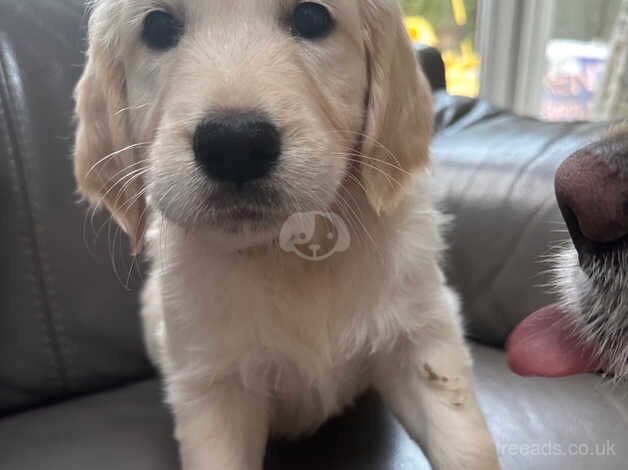 Golden Retriever Puppies ready 22nd June for sale in Wrexham - Image 3
