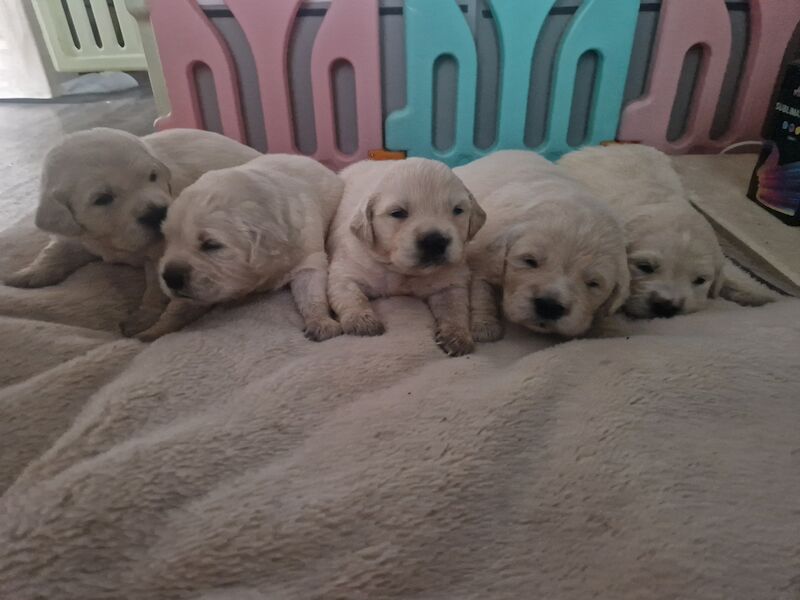 Golden retriever puppies ready 25th July for sale in Worksop, Nottinghamshire