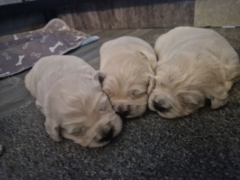 Golden retriever puppies ready 25th July for sale in Worksop, Nottinghamshire - Image 9