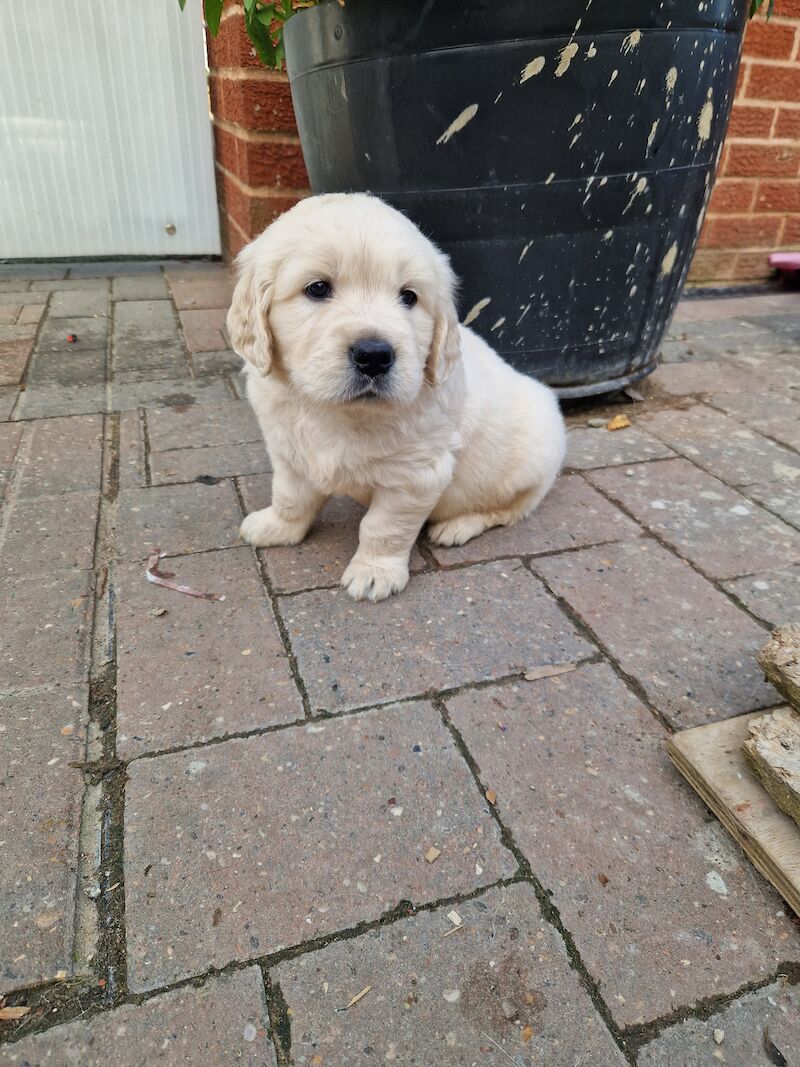 Golden retriever puppies ready 25th July for sale in Worksop, Nottinghamshire - Image 10