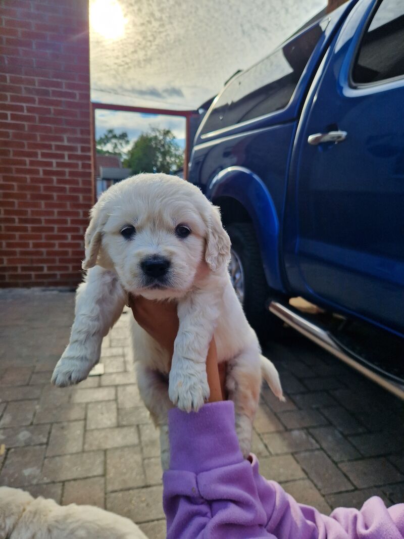 Golden retriever puppies ready 25th July for sale in Worksop, Nottinghamshire - Image 11