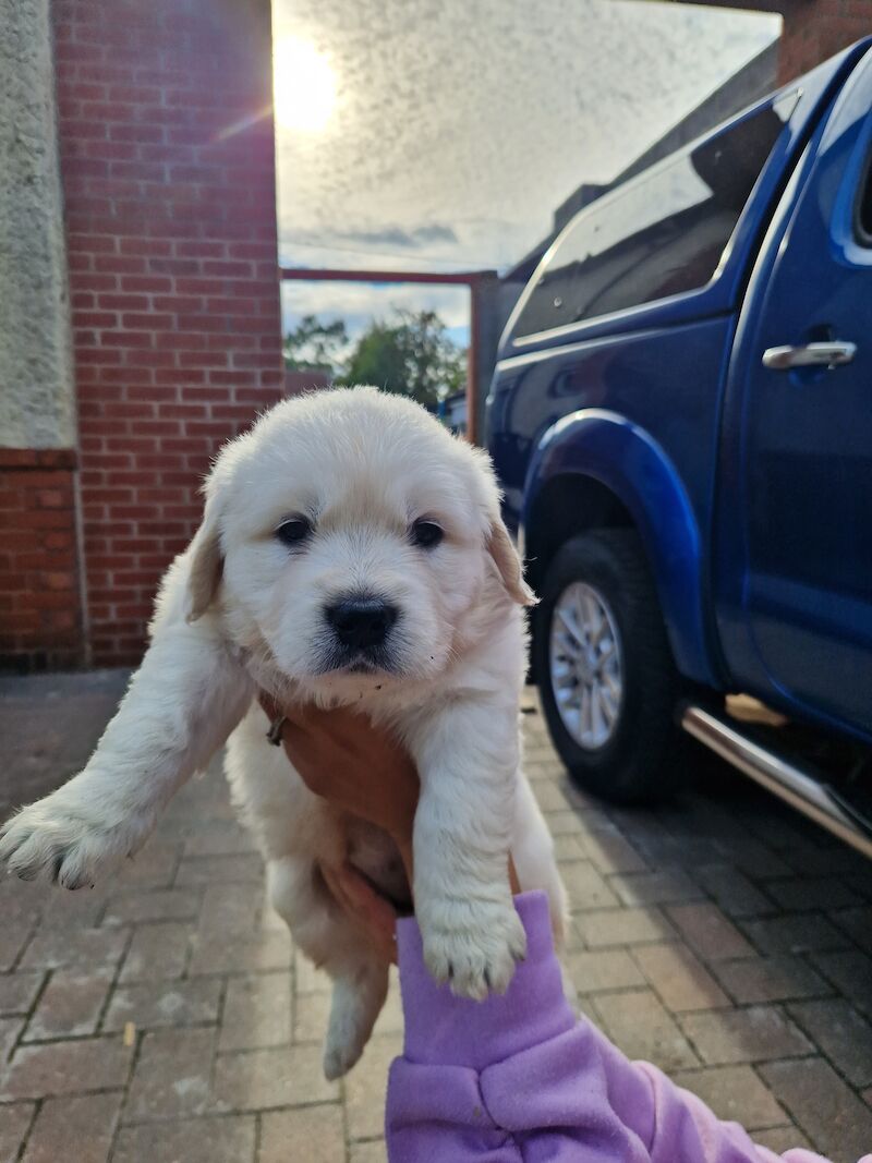 Golden retriever puppies ready 25th July for sale in Worksop, Nottinghamshire - Image 12