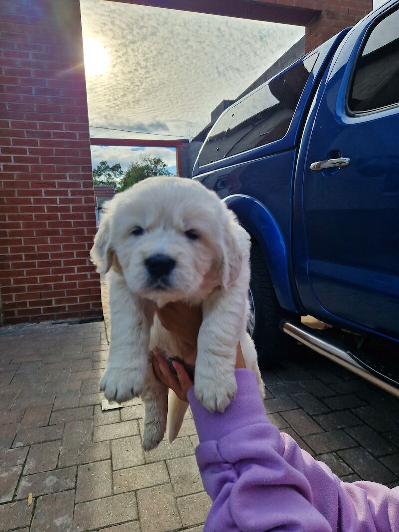 Golden retriever puppies ready 25th July for sale in Worksop, Nottinghamshire - Image 13