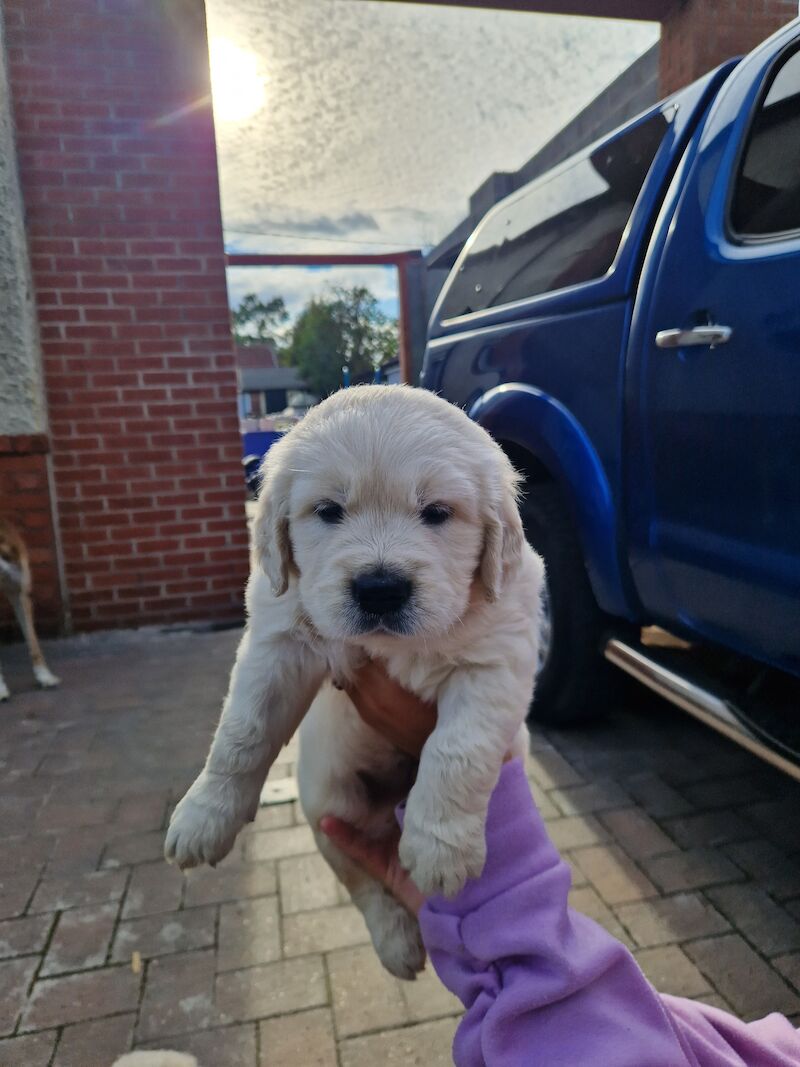 Golden retriever puppies ready 25th July for sale in Worksop, Nottinghamshire - Image 14