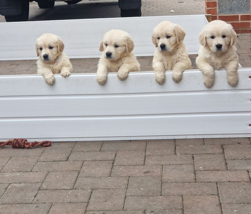 Golden retriever puppies ready 25th July for sale in Worksop, Nottinghamshire