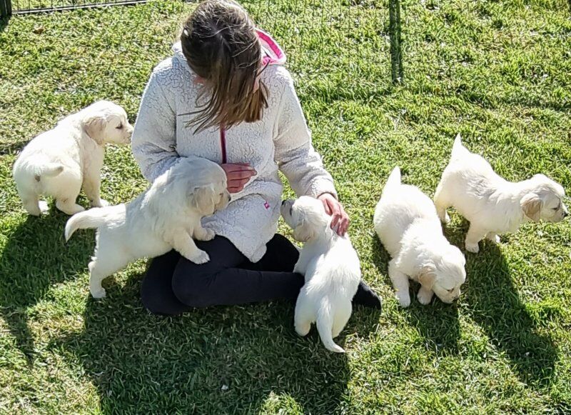 Golden Retriever Puppies Ready in 1week for sale in Surrey