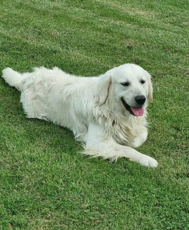 Golden Retriever Puppies Ready in 1week for sale in Surrey - Image 2