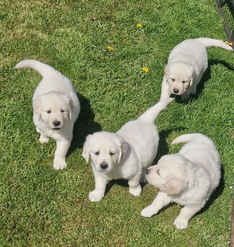 Golden Retriever Puppies for sale in Surrey