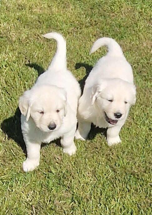 Golden Retriever Puppies for sale