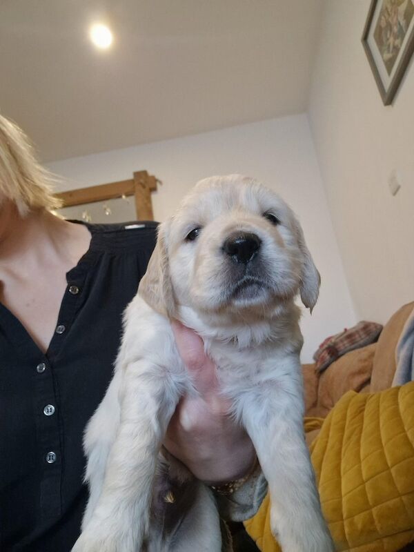 Golden Retriever Puppies Ready in 1week for sale in Surrey - Image 5