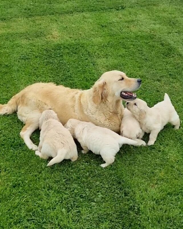Golden Retriever Puppies Ready in 1week for sale in Surrey - Image 6