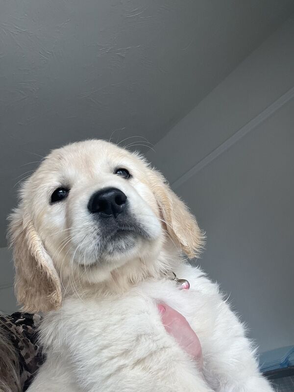 golden retriever puppies ready now for sale in Eastbourne, East Sussex - Image 13