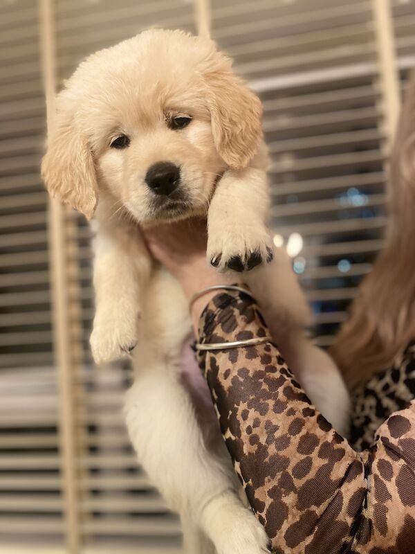 golden retriever puppies ready now for sale in Eastbourne, East Sussex - Image 15