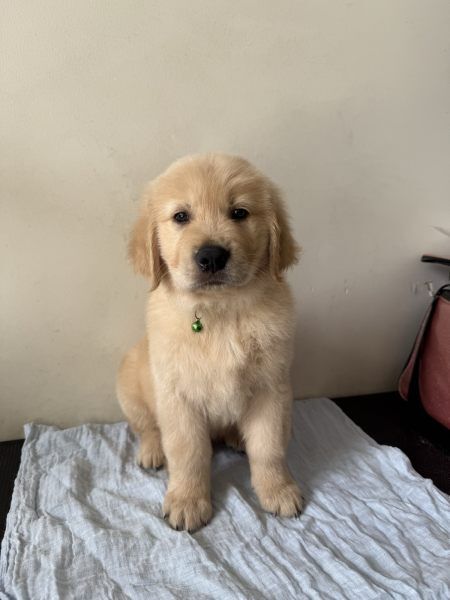 Golden retriever puppies - ready now for sale in Derby, Derbyshire