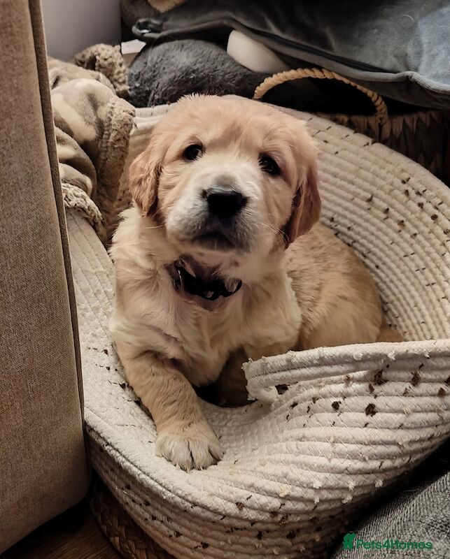 Golden Retriever Puppies Ready to Leave for sale in Swadlincote, Derbyshire