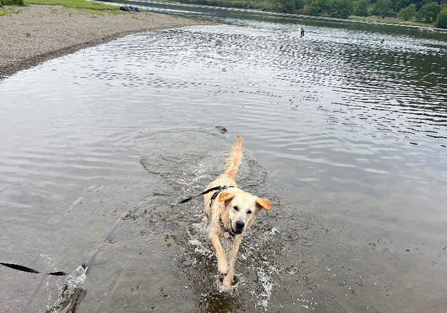 golden retriever puppies waiting list- due in 1 week for sale in Wirral - Image 2