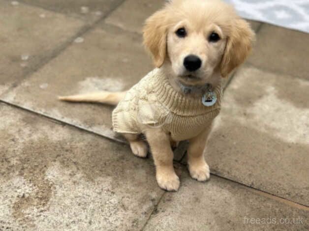 Golden retriever puppy 12 weeks for sale in Sunderland, Tyne and Wear