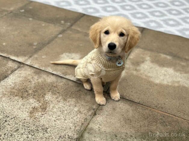 Golden retriever puppy 12 weeks for sale in Sunderland, Tyne and Wear - Image 5