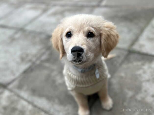 Golden retriever puppy 14 weeks for sale in Sunderland, Tyne and Wear - Image 3