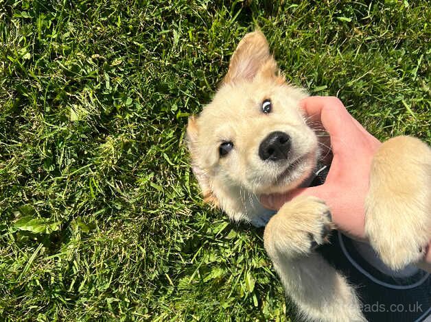 Golden retriever puppy 14 weeks for sale in Sunderland, Tyne and Wear - Image 4