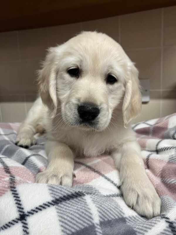 Golden Retriever puppy for sale in Exmouth, Devon