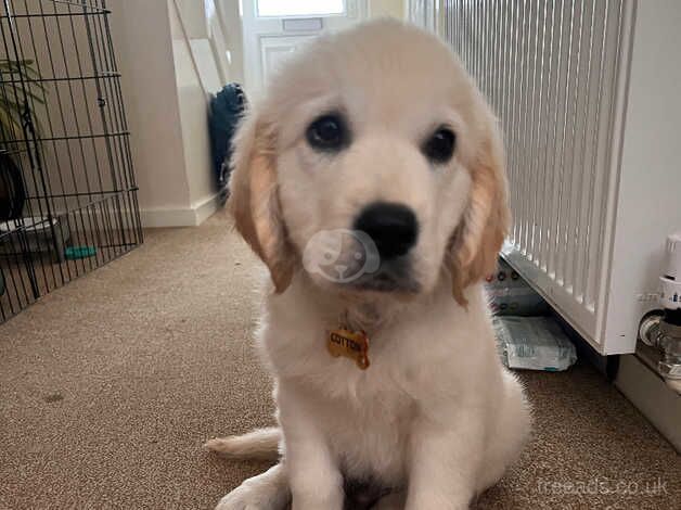 Golden Retriever Puppy for Sale - 4 Months Old for sale in Brecon, Powys - Image 2