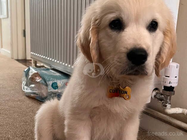 Golden Retriever Puppy for Sale - 4 Months Old for sale in Brecon, Powys - Image 3