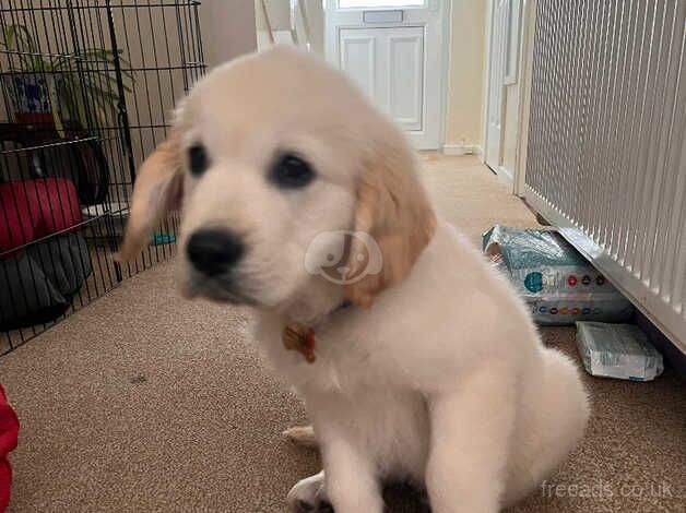 Golden Retriever Puppy for Sale - 4 Months Old for sale in Brecon, Powys - Image 5