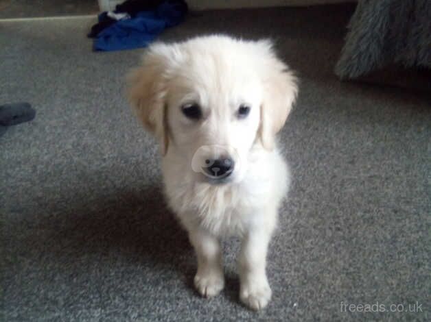 Golden retriever puppy for sale in Rochdale, Greater Manchester - Image 1