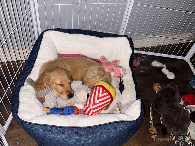 Golden retriever puppy for sale in Wakefield, West Yorkshire