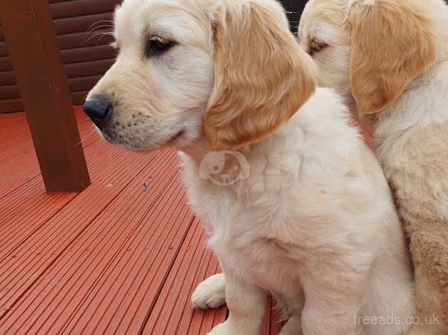 Golden Retriever Puppys For sale in Andover, Hampshire