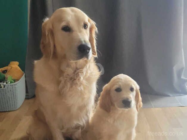 Golden Retriever Puppys For sale in Andover, Hampshire - Image 2