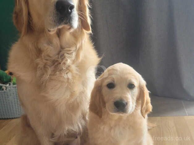 Golden Retriever Puppys For sale in Andover, Hampshire - Image 3