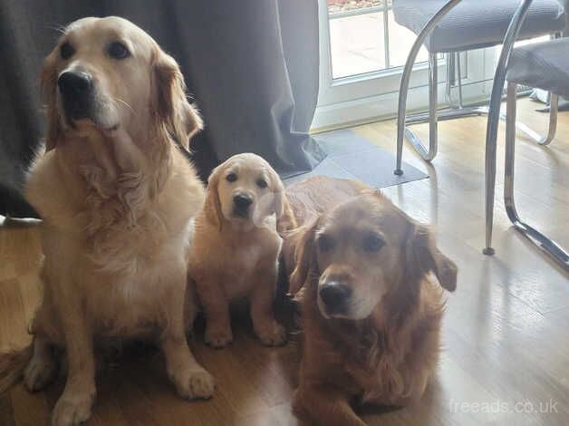 Golden Retriever Puppys For sale in Andover, Hampshire - Image 4