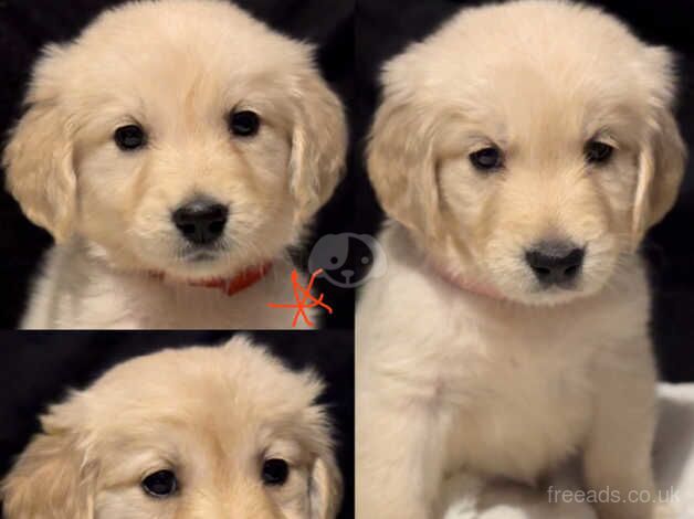 Golden retriever puppy's for sale in Birmingham, West Midlands