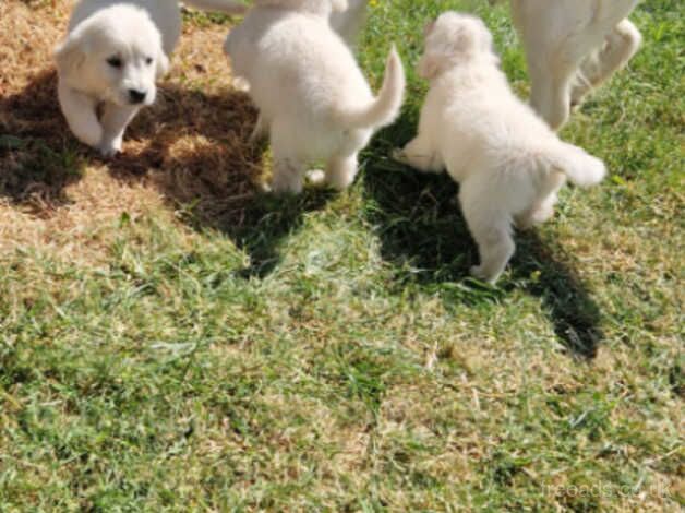 Golden Retriever puppys for sale in Paisley, Renfrewshire