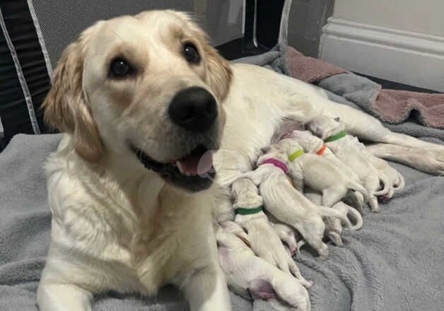 Golden retriever puppy's for sale in Rugby, Warwickshire - Image 2