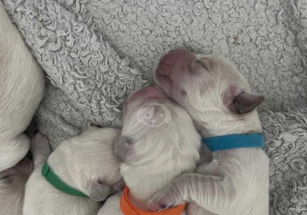 Golden retriever puppy's for sale in Rugby, Warwickshire - Image 4