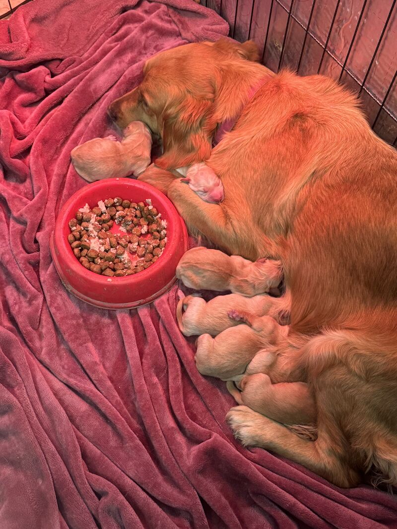 Fallowfen golden retriever pups for sale in Staffordshire