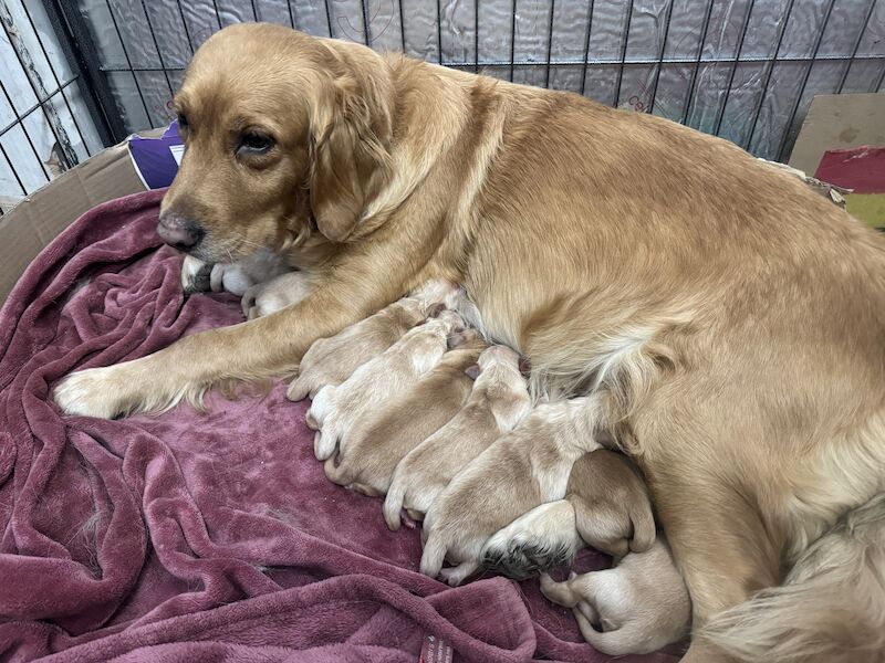 Fallowfen golden retriever pups for sale in Staffordshire - Image 3