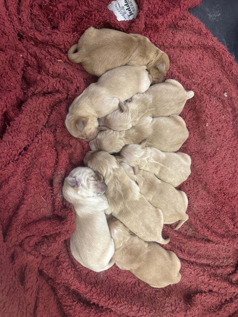 Golden Retriever Puppies for sale